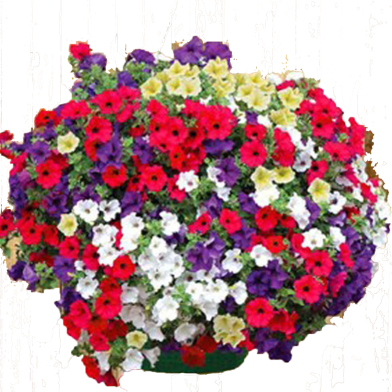 Petunia Rare Variety Seeds 20 Pcs image