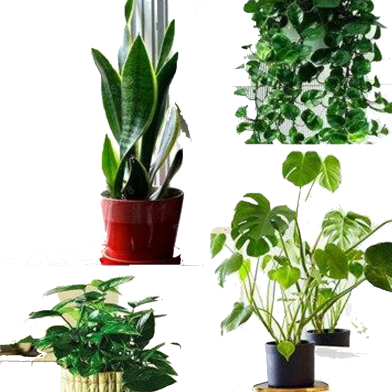 Philodendron Bonsai Seeds - 50 Pcs (Mix) image