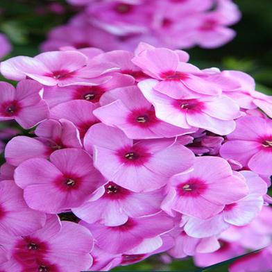 Phlox Beauty Seed image