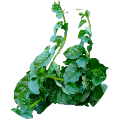 Puishak Seeds - 100 Pcs image