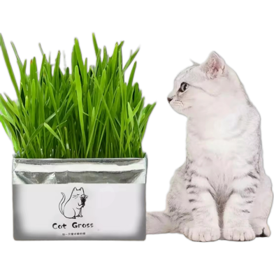 Rabbit Cat Grass Foliage Plant Bonsai Seeds 2200pcs image