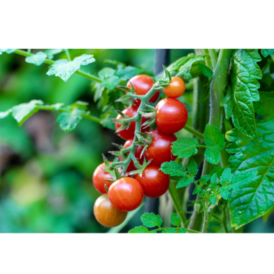 Rainbow Tomato Mini Cherry Seeds 30 Pcs image