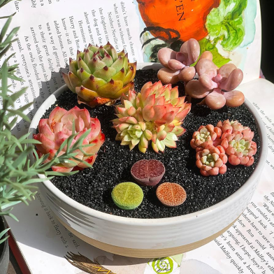 Rare And Assorted Succulents -15 Pcs Mixed Succulent Varieties Seeds image