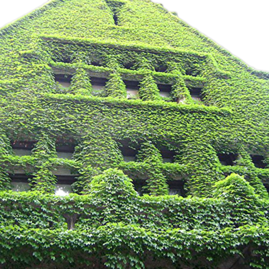 Rare Climbing Creeper Flower Seeds - 20 Pcs image