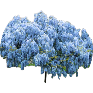 Rare Colourful Mini Bonsai Wisteria Tree Seeds - 50 Pcs image