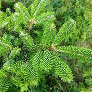 Rare Fir Tree - 30 Pcs Seeds image