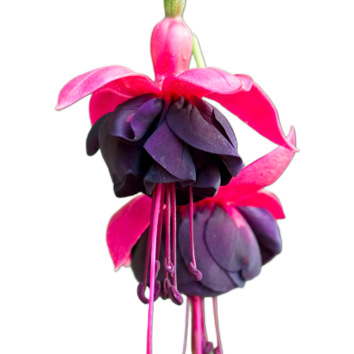 Rare Fuchsia Flower Bonsai Seeds - 10 Pcs image
