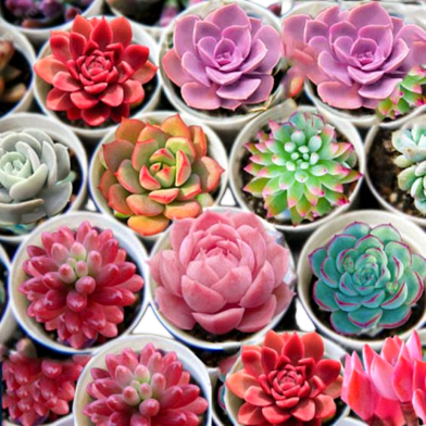 Rare Lithops Succulent Seeds 15pcs Imported image