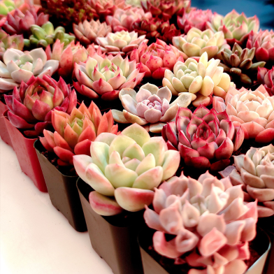 Rare Succulent Flores Seeds - 15 Pcs (Imported Seeds) image
