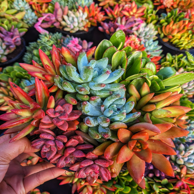 Rare Succulent Garden Mixed Flower Seeds - 5 Pcs image