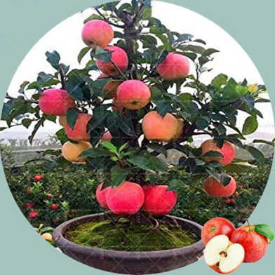 Red Apple Tree Bonsai Seeds -15 Pcs image
