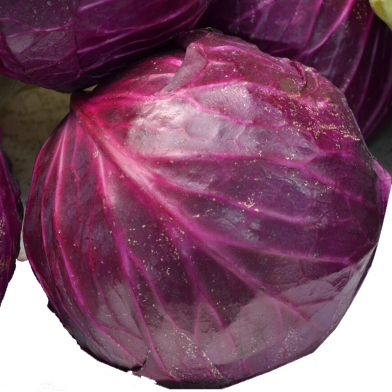 Red Cabbage Chicory Bonsai Seeds 100 Pcs image