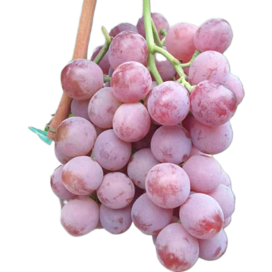 Red Kashmiri Grape Seeds - 20 Pcs image