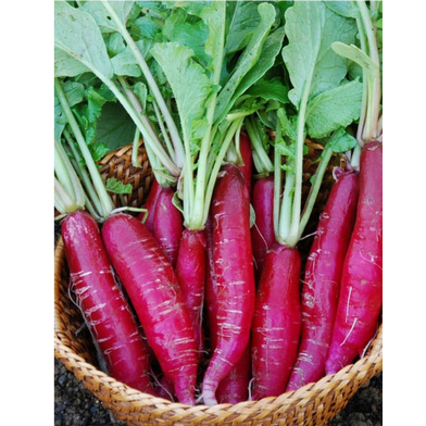 Red Radish Seeds image