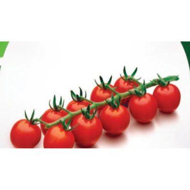 Red Star Hybrid Tomato Seeds (0.5gm) image