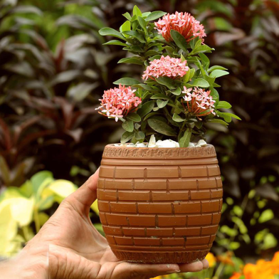 Rongon Bonsai With 6 Inch Clay Pot image