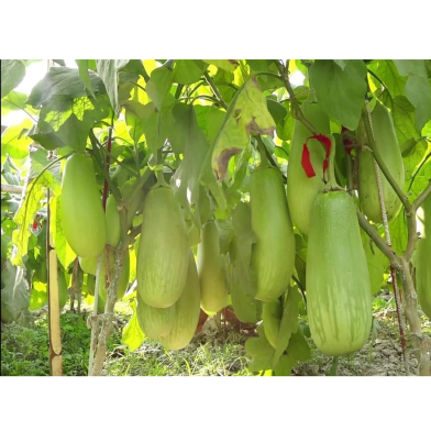 Round Brinjal Seeds image
