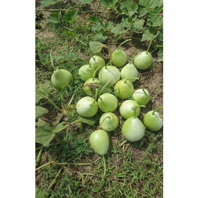 Round Gourd Seed image