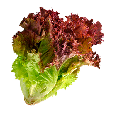 Red Lettuce Seeds 0.1gm (China) image