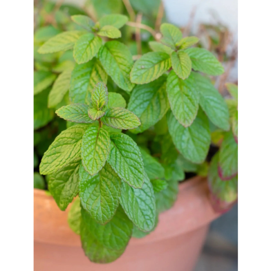 Spearmint Seeds (Pudina) image