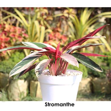 Brikkho Hat Stromanthe image