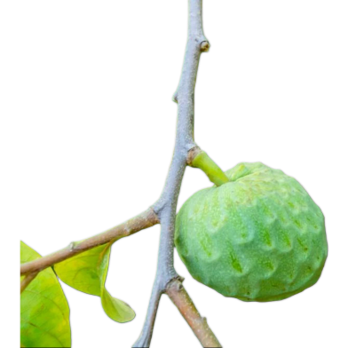 Sugar Apple Custard Bonsai Fruit Seeds 5 Pcs image
