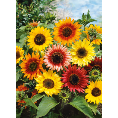 Sun Flower Seed image