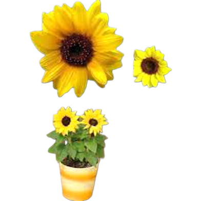 Sunflower Mini Seeds 20 Pcs Dwarf Sunflower Height 40Cm image