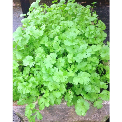 Sungondhi Deshi Dhonia Beej image