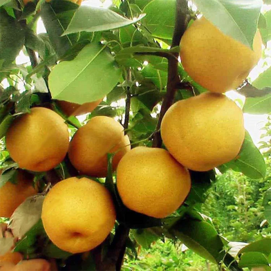 Sweet Pear Tree Seeds - 10 Pcs image