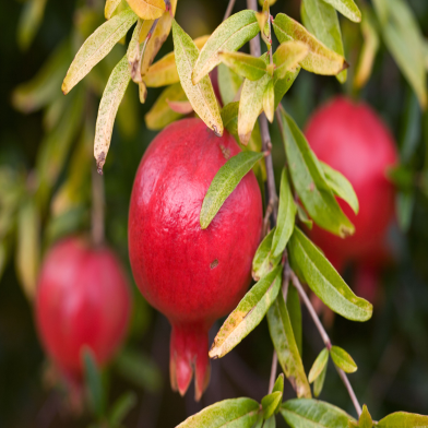 Sweet Pomegranate Bonsai Seeds - 20 Pcs image