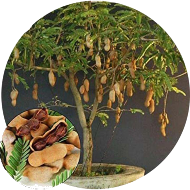 Sweet Tamarind Seeds - 10 Pcs image