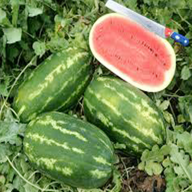 Sweet Watermelon Seeds image