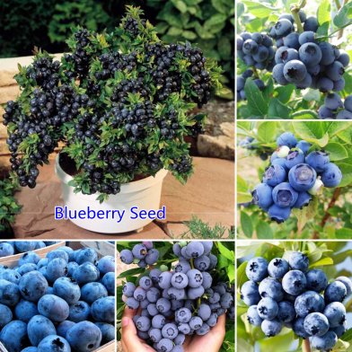 Thai Blueberry Fruit Bonsai Tree Seeds - 10 Plus Pcs image