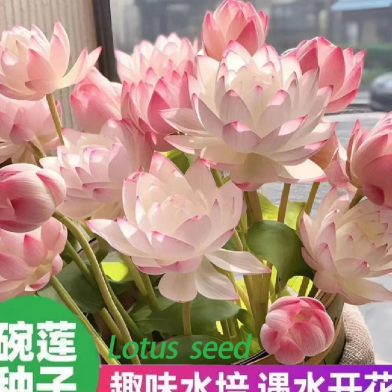 Thai Bowl Lotus Flower Seeds - 5 Seeds ( Germination 100Percent ) image