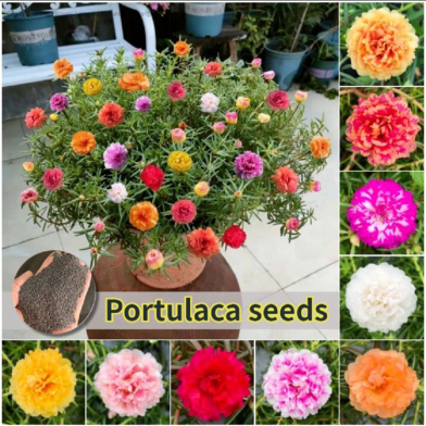Thai Mix Color Moss Rose Portulaca Flower Seeds 55 Plus All Season image