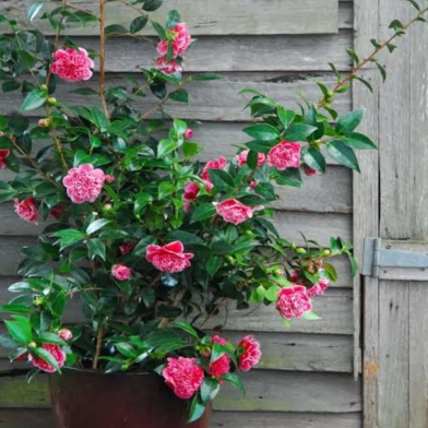 Thai Mixed Camellia Flowers Seeds 5 Pcs image