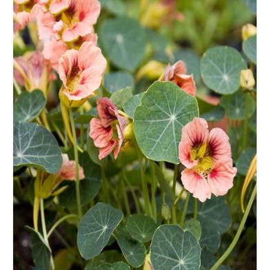 Tropaeolum Majus Seed image