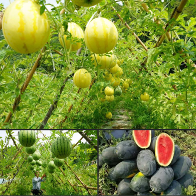 Watermelon Seeds image