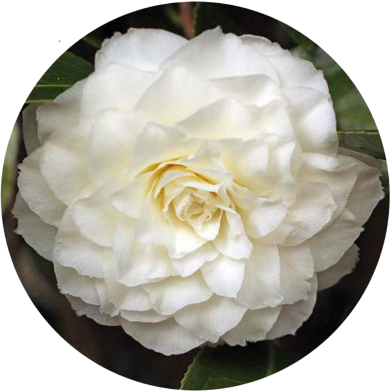 White Camellia Bonsai Flower Seeds 20 Pcs image