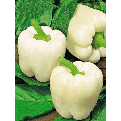 White Capsicum Seed image