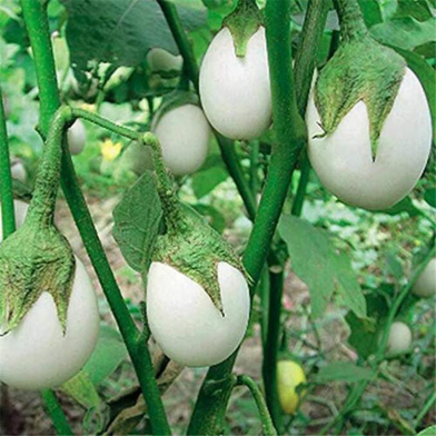 White Eggplant Solanum Seeds 50 Pcs image