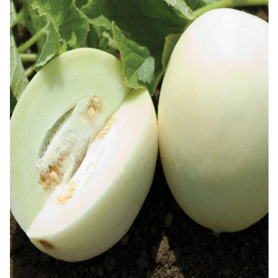 White Melon Seed image