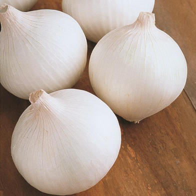 White Onion Tree Seeds 50 Pcs image