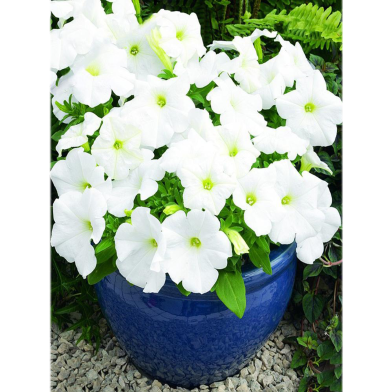 White Petunia Seed image