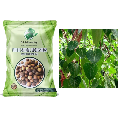 White Sandalwood Tree Seeds - 2 Pcs image