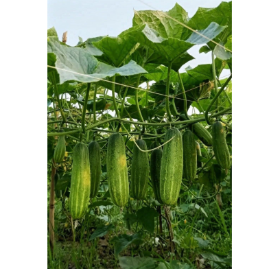 Winter Queen 12 Pata Cucumber Seeds (Re-pack) - 20 pcs image