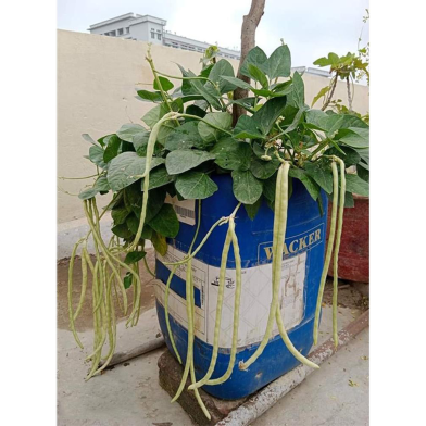 Yardlong bean Seed Green image