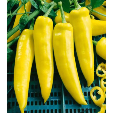 Yellow Chilli Seed image