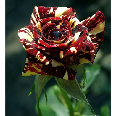 Yellow Dragon Rose Seed image
